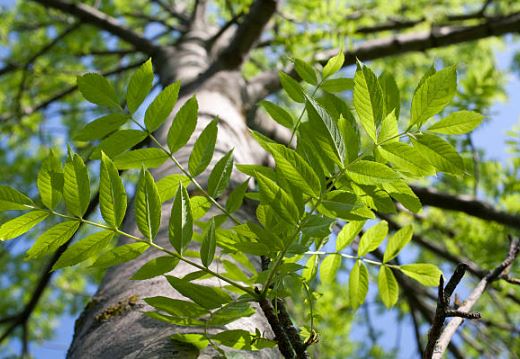 Important Information Relating to Ash Dieback